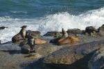 PICTURES/La Jolla Cove - Seals & Sea Lions/t_P1000198.JPG
